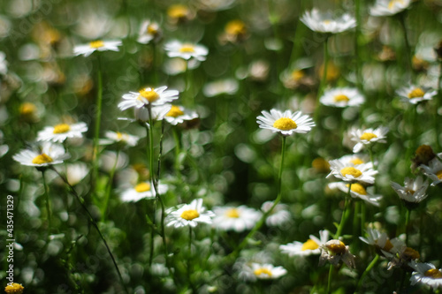 dancing daisies in the spring
