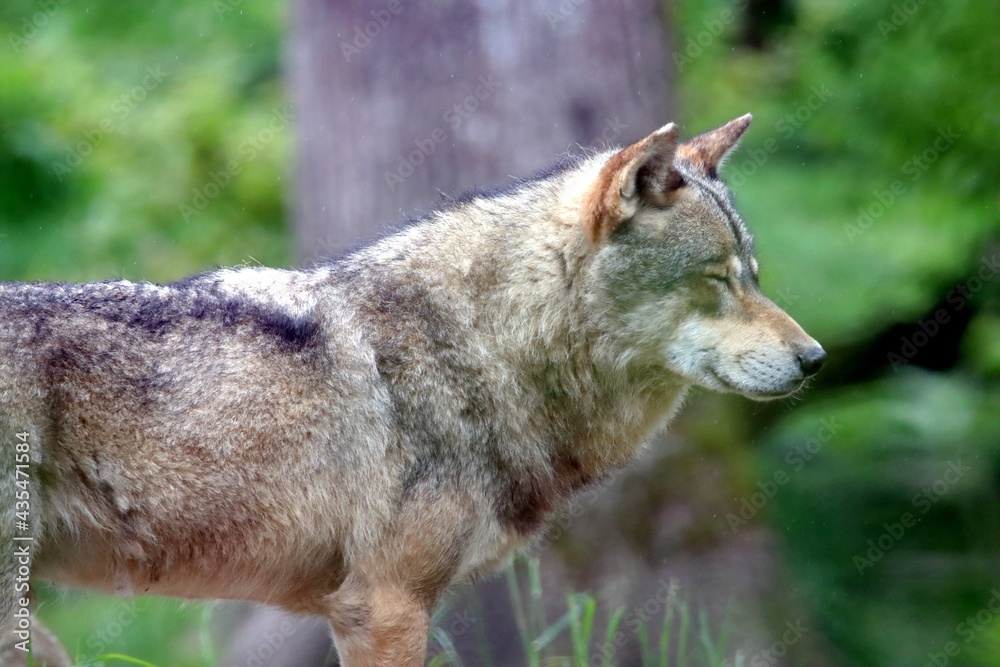 Fototapeta premium loup