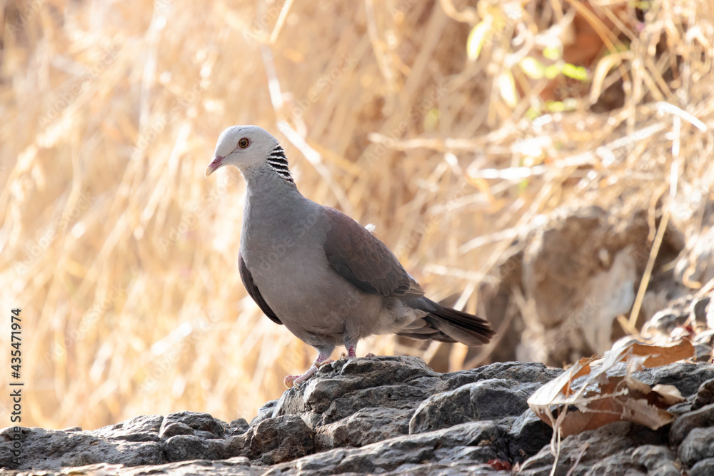 Nilgiri Woodpigeon , Columba elphinstonii, looking around to hunt , Pune, India Nilgiri Woodpigeon , Columba elphinstonii, looking around to hunt , Pune, India