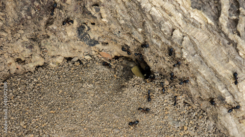 Black Ants entering to their nest at the bottom of tree trunk