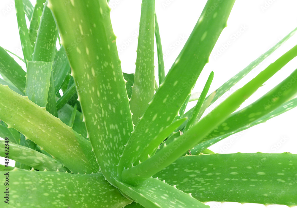 Fototapeta premium Close up Aloe Vera Plant on white