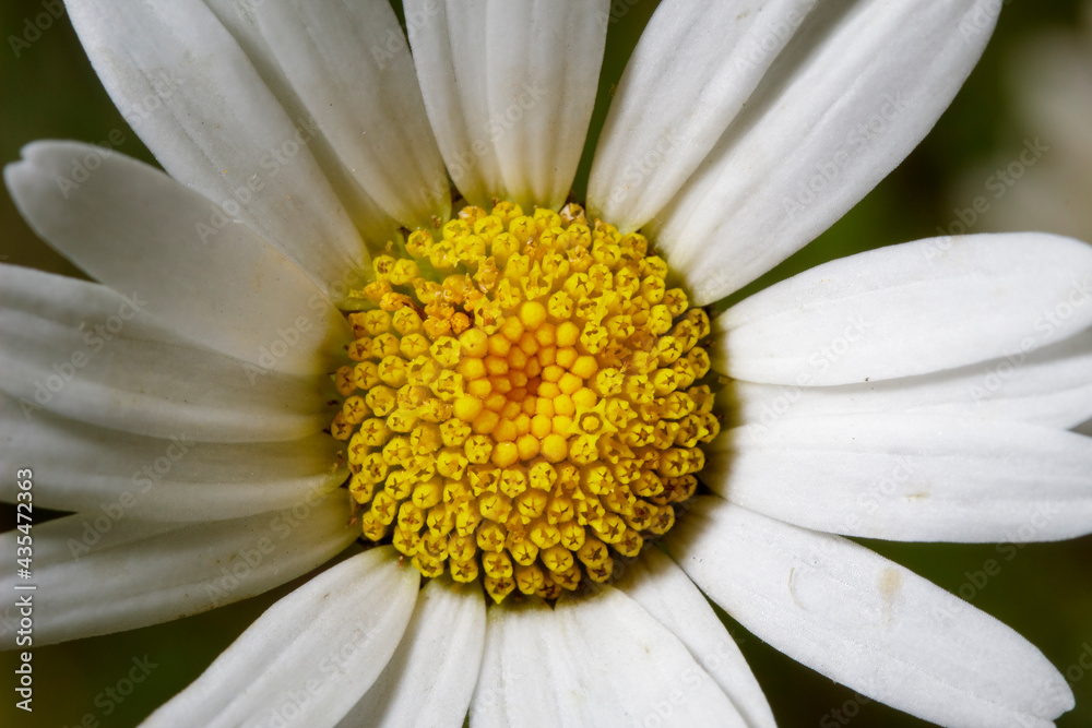 Fototapeta premium Spontaneous Leucanthemum vulgare