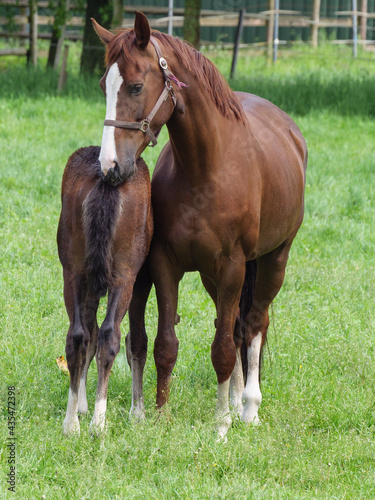 Pferde auf einer Koppel im M  nsterland