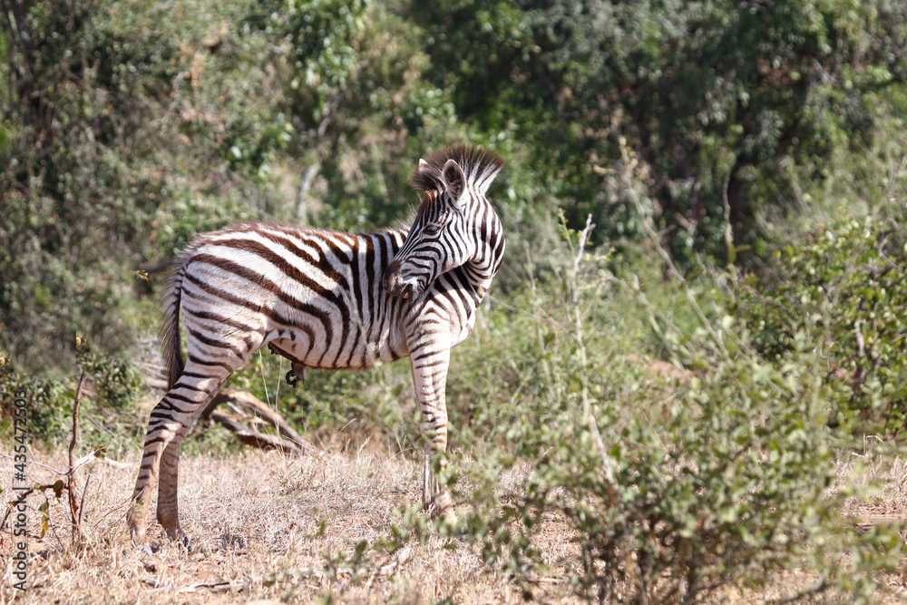 Obraz premium Steppenzebra / Burchell's zebra / Equus burchellii....