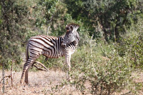 Steppenzebra   Burchell s zebra   Equus burchellii....