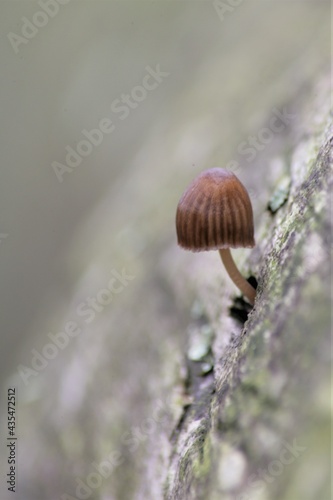 un champignon sortant de son tronc 