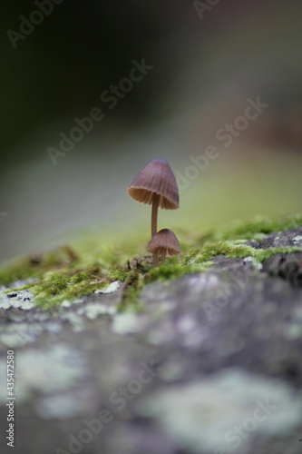 un grand et un petit champignon 