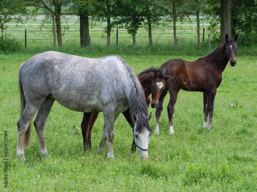 Pferde auf einer Koppel im Münsterland