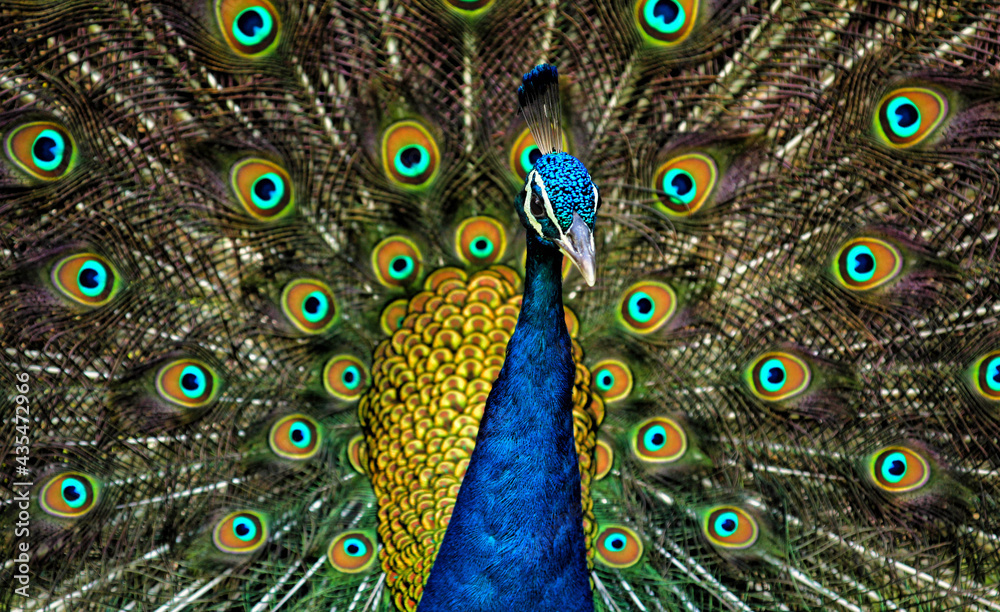 Obraz premium peacock feather close up