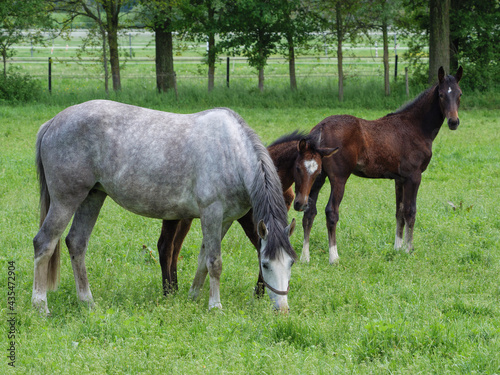 Pferde auf einer Koppel im M  nsterland