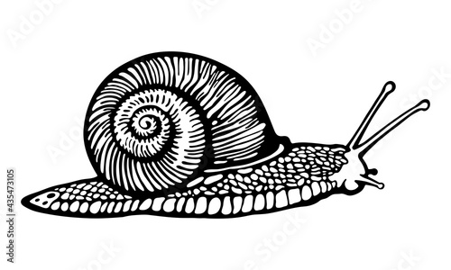 Hand drawn graphic illustration of Snail. Common grape Snail. Vector illustration of Garden Snail. Realistic Slug with radial shell on white background. Engraved animal for label, logo, cosmetic cream