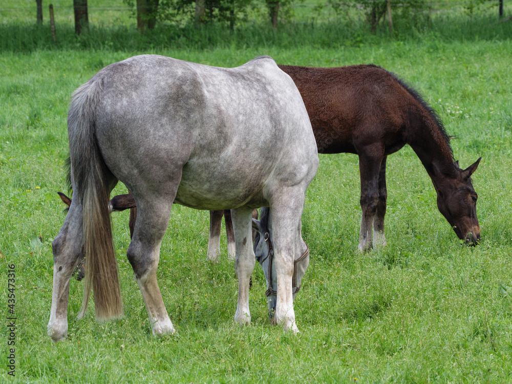 Obraz premium Pferde auf einer Koppel im Münsterland