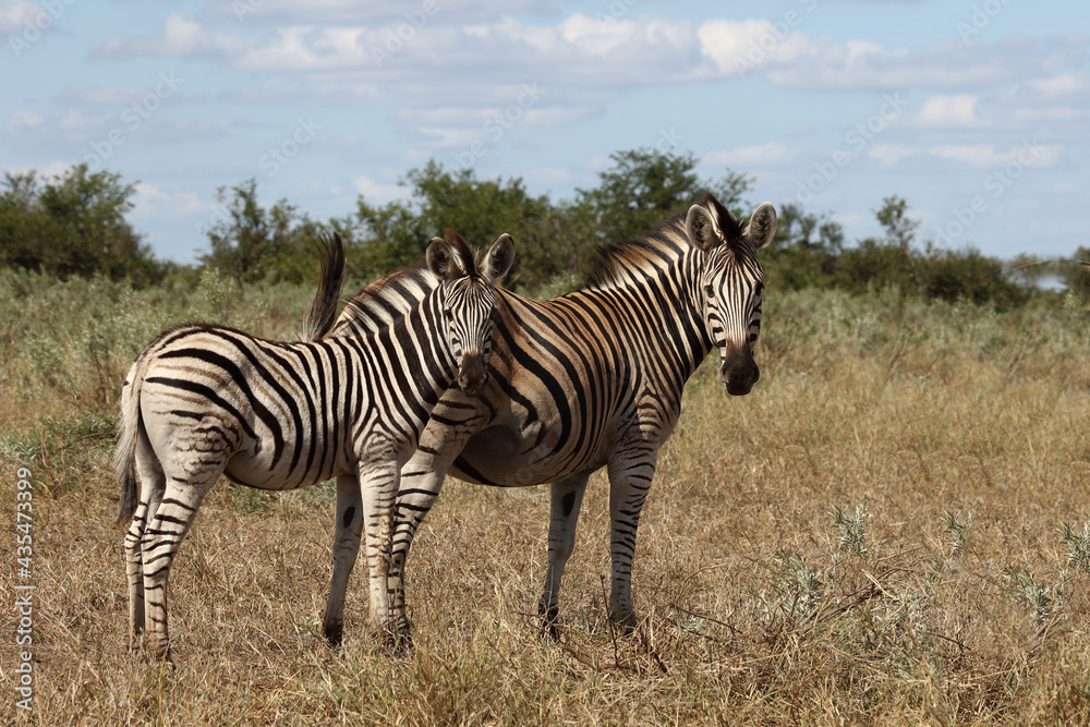 Obraz premium Steppenzebra / Burchell's zebra / Equus burchellii....
