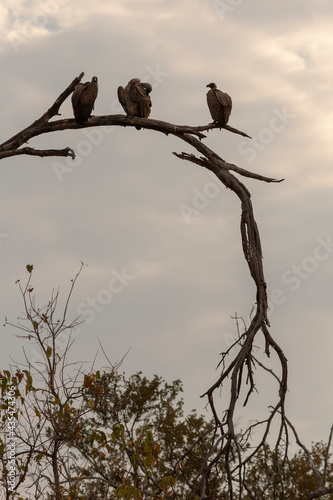 Silhouette of wild vultures on a tree trunk in Botswana, Africa