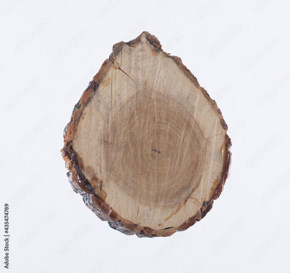 cut tree with rings isolated on white background cut tree with rings isolated on white background