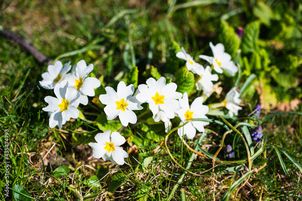 A closeup shot of blooming white primrose flowers A closeup shot of blooming white primrose flowers