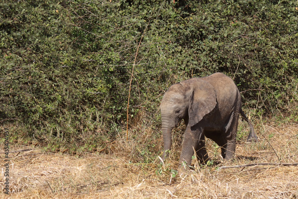 Fototapeta premium Afrikanischer Elefant / African elephant / Loxodonta africana...