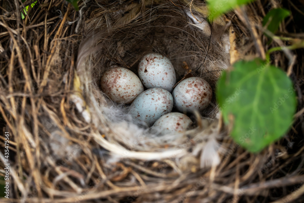 Wild bird nest with eggs in a natural environment. Top view . Wild bird nest with eggs in a natural environment. Top view .