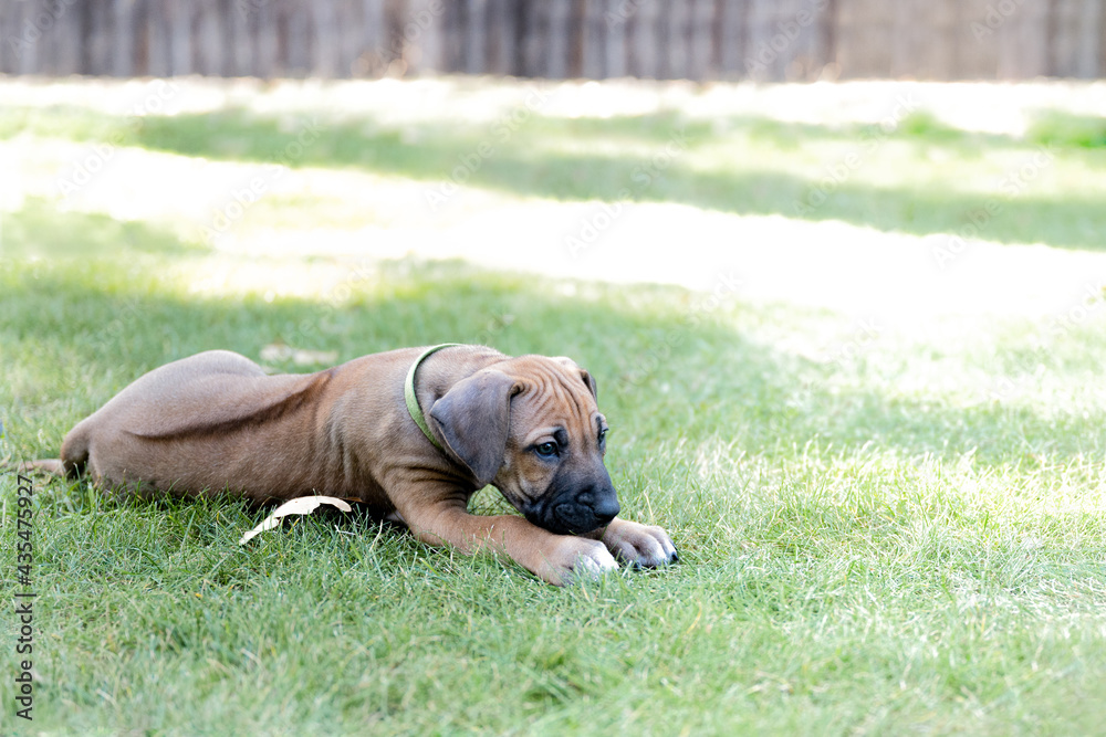 Rhodesian Ridgeback puppy outside lying in the grass