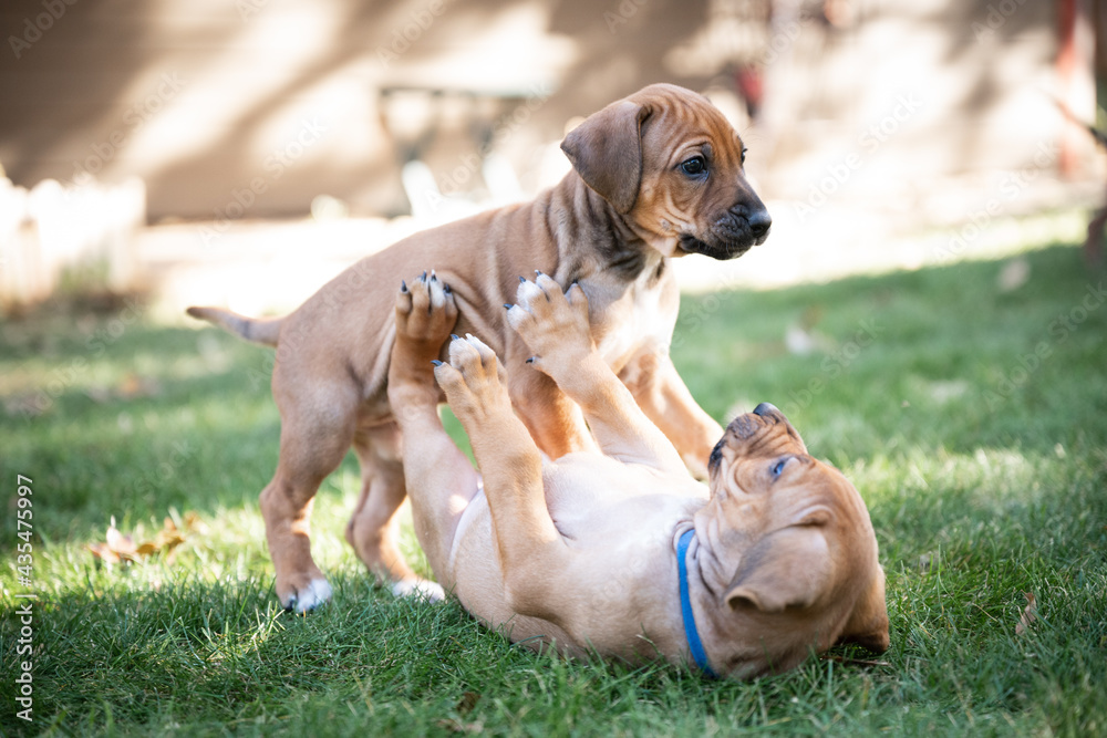Two Rhodesian Ridgeback puppies playing in the grass outdoors