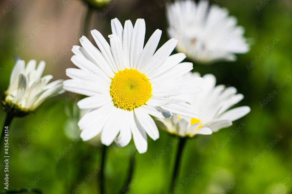 A closeup shot of blooming daisies on a meadow A closeup shot of blooming daisies on a meadow