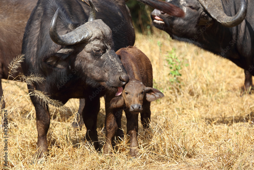Kaffernbüffel / African buffalo / Syncerus caffer. Kaffernbüffel / African buffalo / Syncerus caffer.