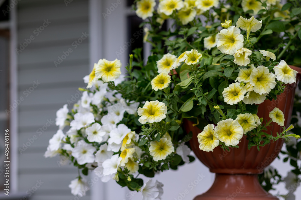 Mixed petunia flowers. Petunias in Floral Detail Background Image. flowering white and yellow petunia in pot.Potted seasonal full bloom flowers on terrace, garden, in the street cafe