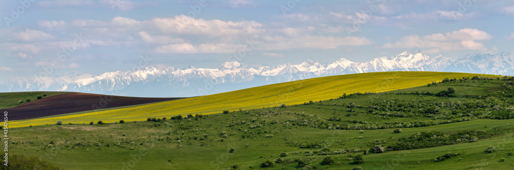 Rapeseed field panorama with carpathian mountains as background