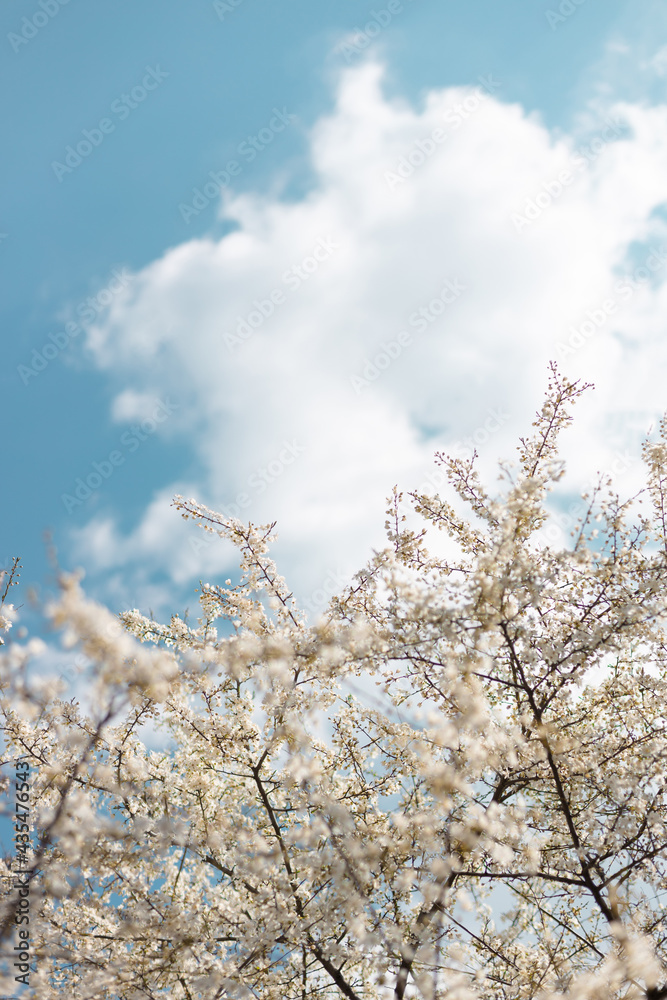 Beautiful floral spring abstract nature background with blooming cherry tree branches on a blue background, copy space.