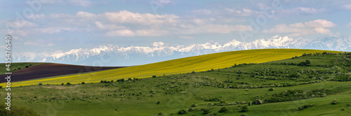 Rapeseed field panorama with carpathian mountains as background