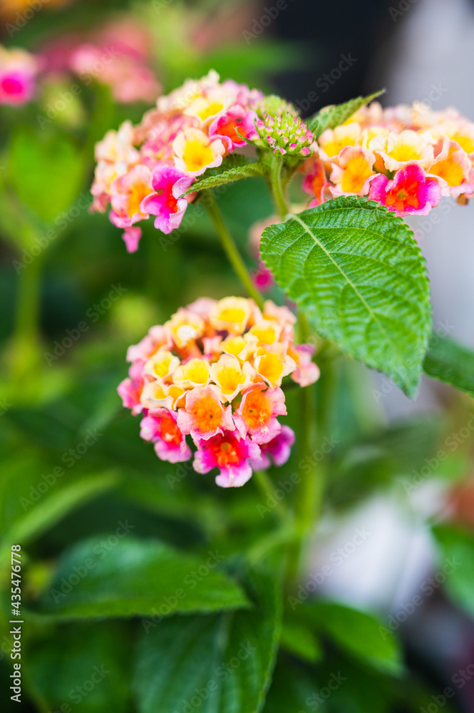 A vertical closeup shot of blooming colorful West Indian Lantana flowers A vertical closeup shot of blooming colorful West Indian Lantana flowers