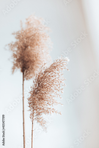 Fototapeta Dry pampas grass reeds on white background