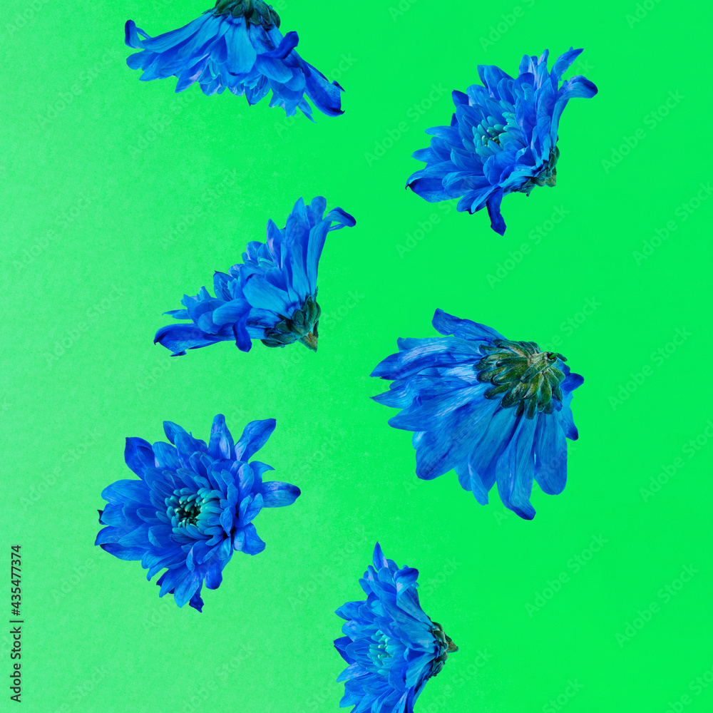 A rain of blue flowers falls against pastel green background. Minimal summer nature ad concept idea.