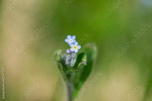 Field Forget Me Not Flowers in Springtime