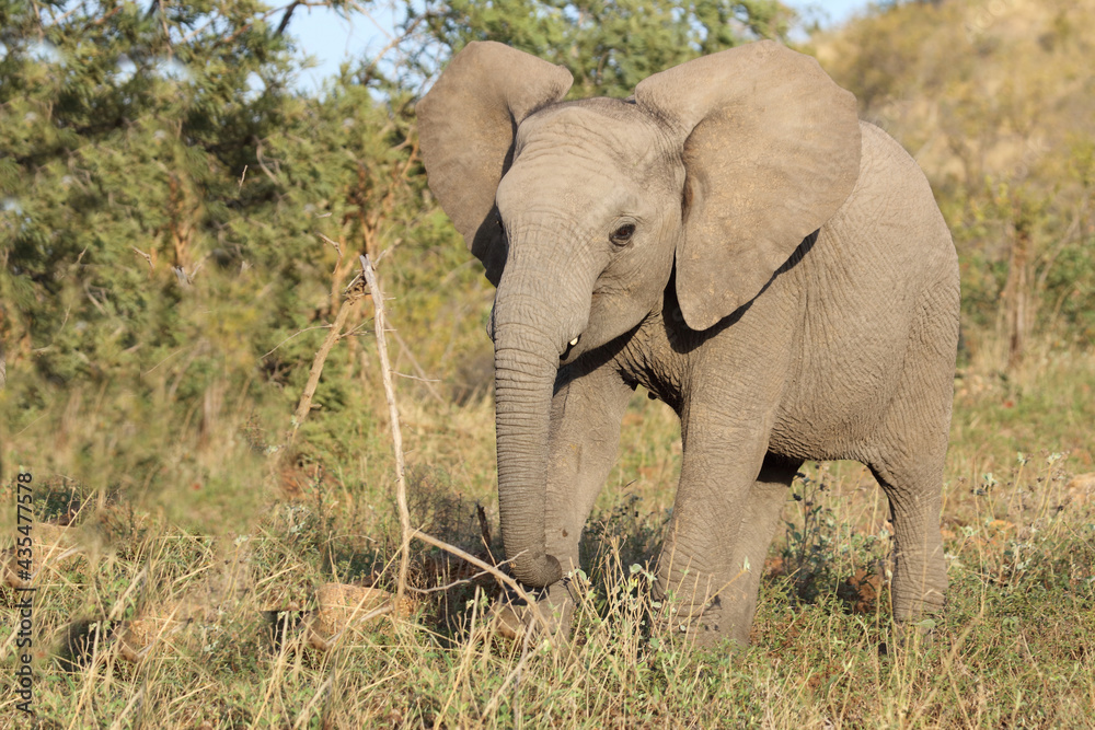 Fototapeta premium Afrikanischer Elefant / African elephant / Loxodonta africana.