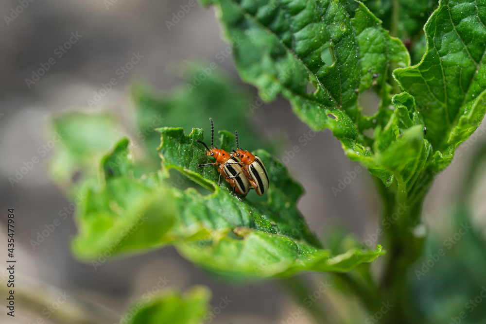 Three Lined Potato Beetles Mating on Leaf Three Lined Potato Beetles Mating on Leaf