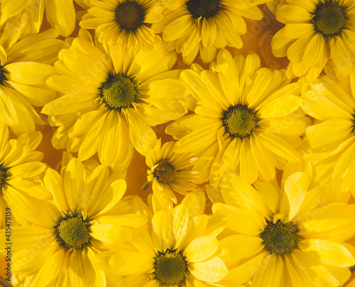 beautiful yellow flowers  spring concept background