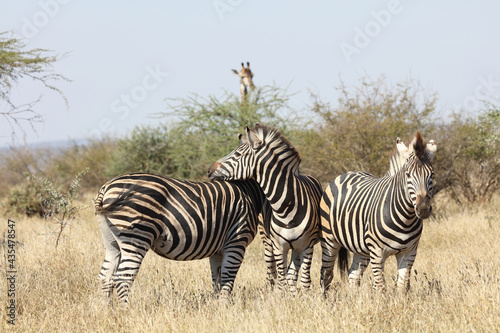 Steppenzebra   Burchell s zebra   Equus burchellii