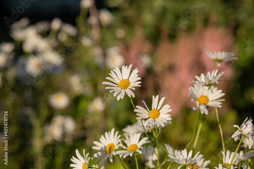 Wild chamomile. White flowers. Selective focus. Chamomile field flowers border. Beautiful nature scene with blooming medical chamomilles in sun flare. Alternative medicine Daisy. Beautiful meadow.