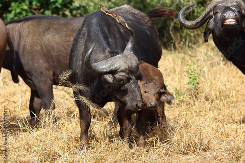 Kaffernb  ffel und Gelbschnabel-Madenhacker   African buffalo and Yellow-billed oxpecker   Syncerus caffer et Buphagus africanus..