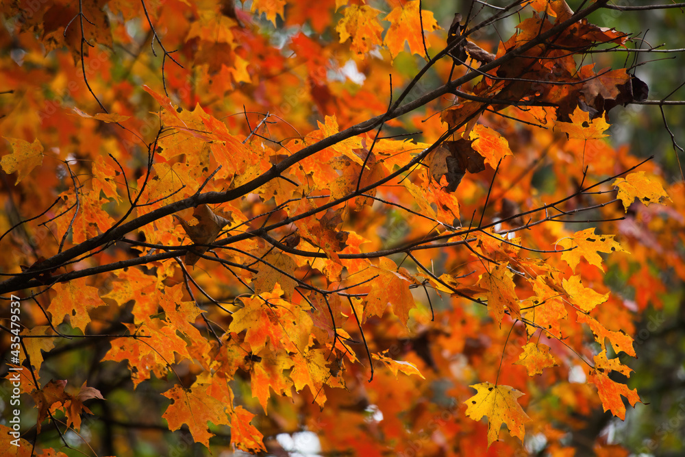 Fall colors with leaf change Fall colors with leaf change