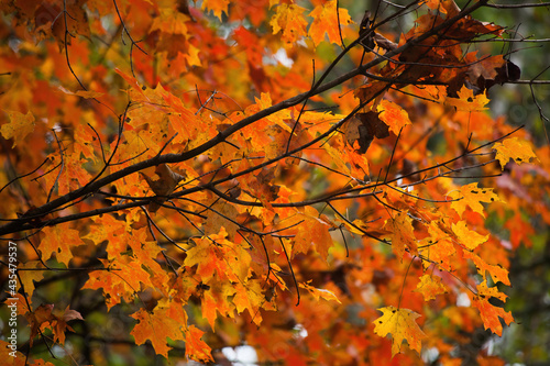 Fall colors with leaf change © Allen Penton