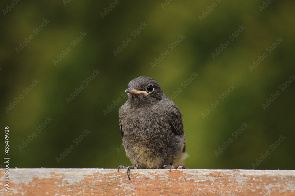 Fototapeta premium Junges Hausrotschwänzchen