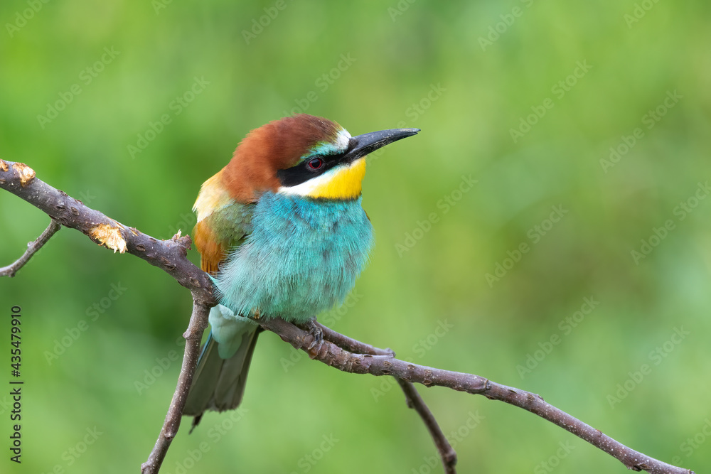 Bee eater perched on branch (Merops apiaster)