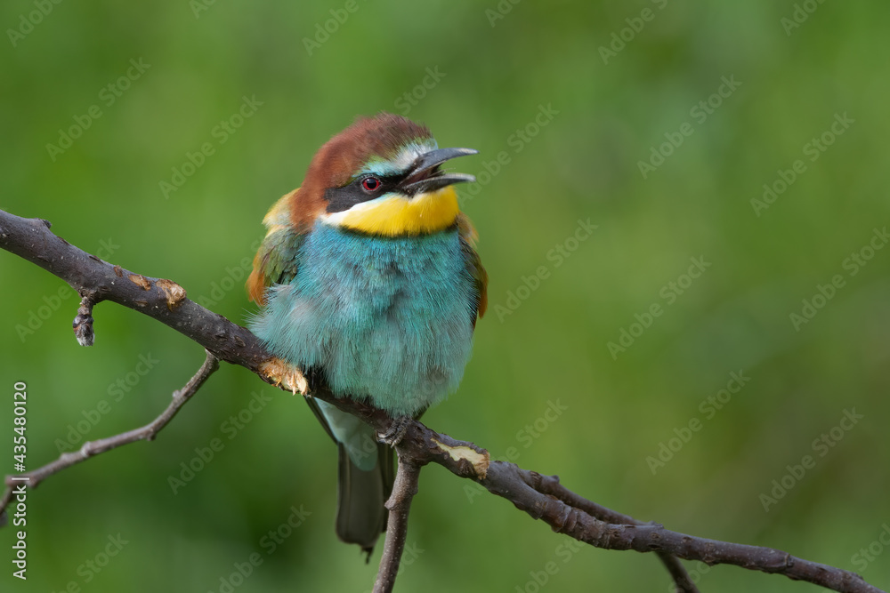 European bee eater resting and singing on tree branch Merops apiaster European bee eater resting and singing on tree branch Merops apiaster