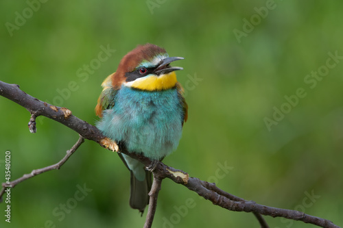 European bee eater resting and singing on tree branch Merops apiaster
