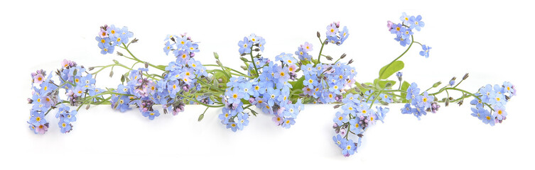 Spring blue flowers Myosotis isolated on white background.  Flowers Myosotis are called forget-me-not or scorpion grasses.