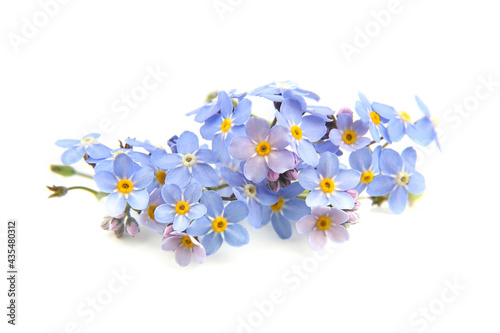 Spring blue flowers Myosotis isolated on white background. Flowers Myosotis are called forget-me-not or scorpion grasses.