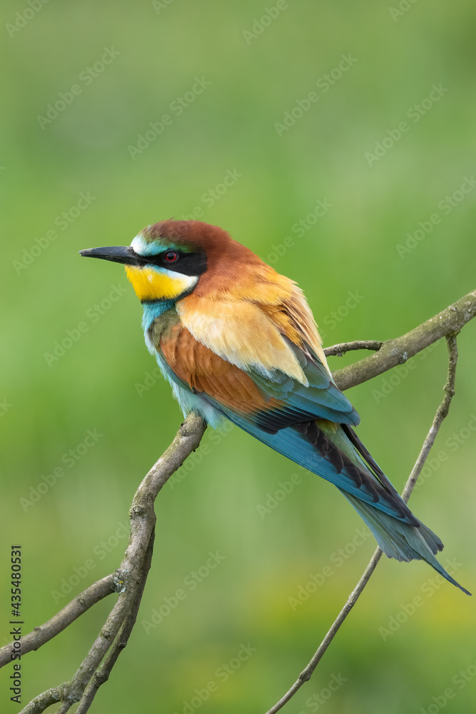 Bee eater perched on branch (Merops apiaster) Bee eater perched on branch (Merops apiaster)