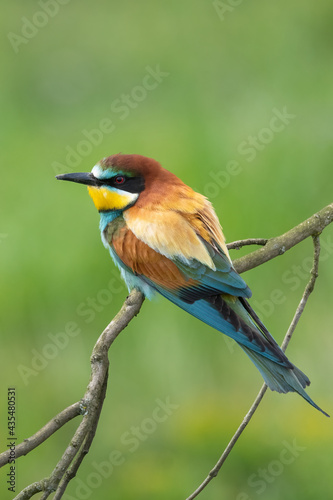 Bee eater perched on branch (Merops apiaster)